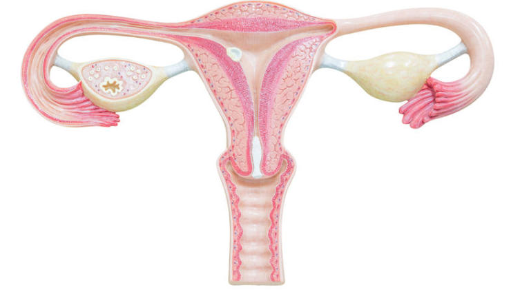 Почему возникают проблемы в репродуктивной системе женщины?