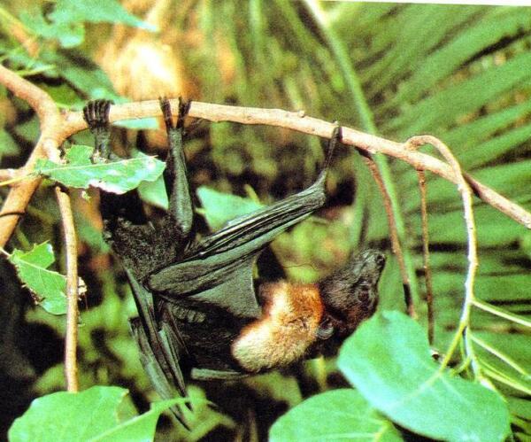 Летучая лисица, или крылан