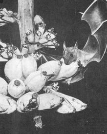 Крылан лакомится плодами