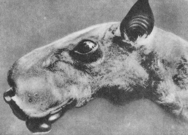 Молотоголовый крылан в профиль