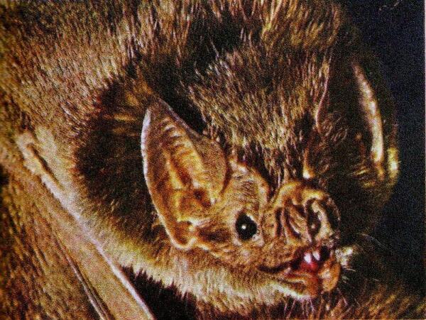 Улыбка вампира