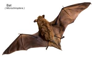 Как и зачем звери стали летать?