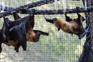 Как летучие мыши «видят» ушами?