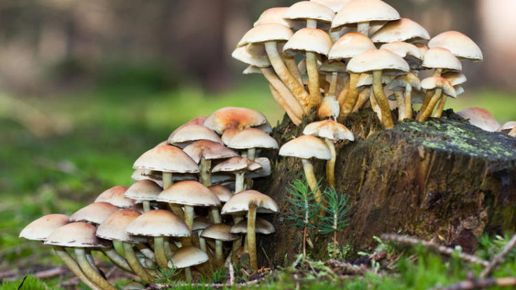 Как вьетнамцы грибы собирали? Студенческие байки