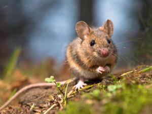 Могут ли крысы и мыши быть полезными, почитаемыми и съедобными?