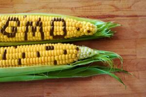 ГМО: есть или не есть?