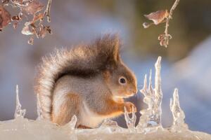 Почему рыжего грызуна прозвали белкой?