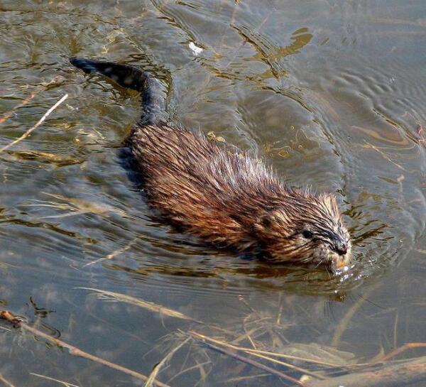 В 1920-40-е годы, когда мех ондатры был особо модным, её даже прозвали «Гудзоновским тюленем». 