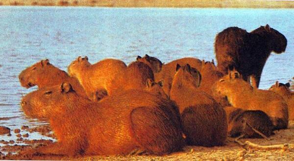 Д. Даррелл: «Капибара - флегматичный добродушный вегетарианец, лишённый ярких индивидуальных черт, присущих некоторым его сородичам, но этот недостаток восполняется у неё спокойным и дружелюбным нравом». 