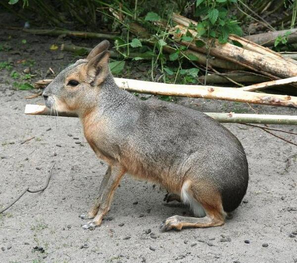 Патагонская мара.