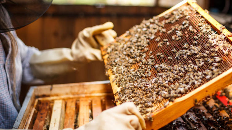 Пчелиная аптека: чем поможет перга?