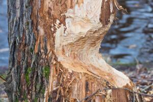 За что бобра уважали и... истребляли?