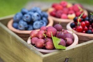 Выгодно ли выращивание ягодников нетрадиционным способом?