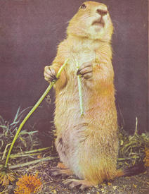 Тридцать две луговых собачки 