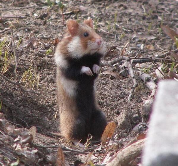 Обыкновенный хомяк.