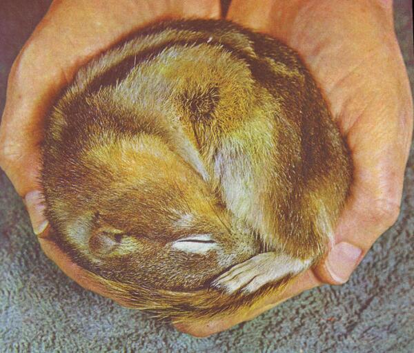 В время спячки температура суслика резко падает, тело коченеет, а сердце бьётся с частотой всего 2 удара в минуту.  