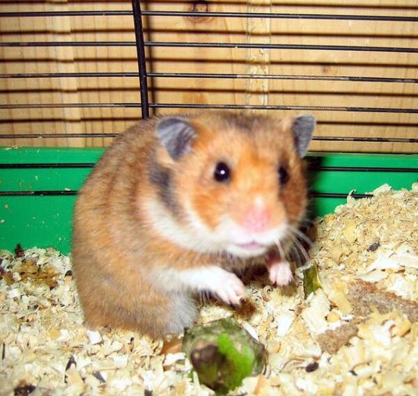 Домашний хомячок.