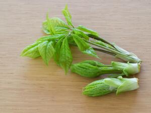 Чем полезен элеутерококк?