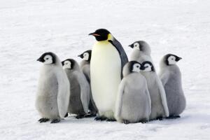 Живут ли пингвины в Африке?