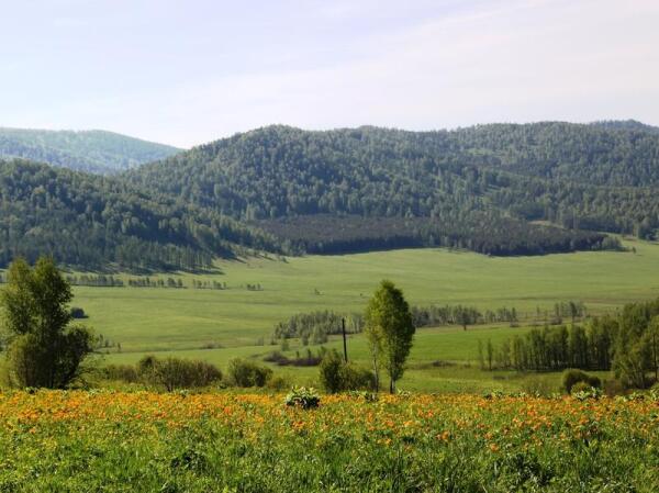 Алтайская долина с цветущими жарками