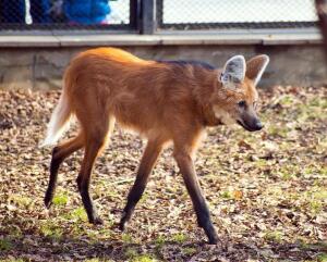 Так ли уж страшны красные волки и гиеновые собаки, как их малюют?