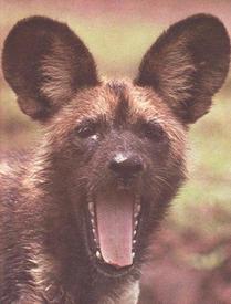 Гиеновая собака в фас...