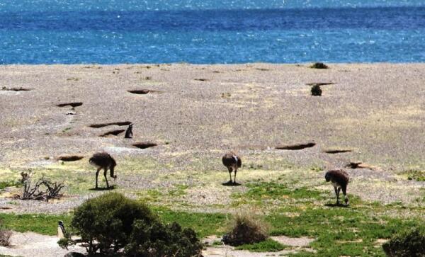 На берегу океана рядом с пингвинами пасутся нанду