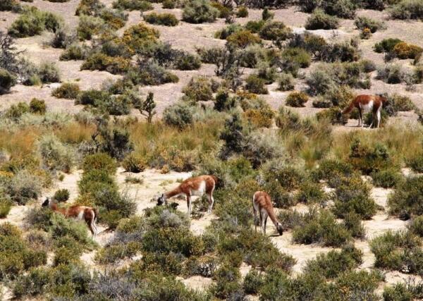 Гуанако, спустившись с гор, забрались в пампасы