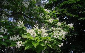 Дерево слоновьих ушей - катальпа. Чем оно интересно?