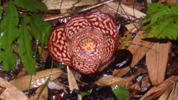 Rafflesia sp Kinabalu