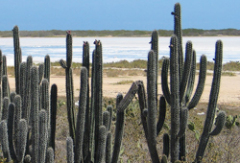 Обед мексиканский как рожь колосится...