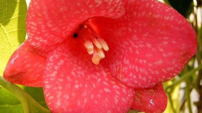 Лапажерия — чилийский колокольчик