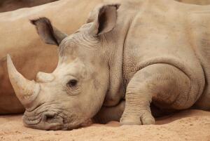 Как носорог умер от пьянства?