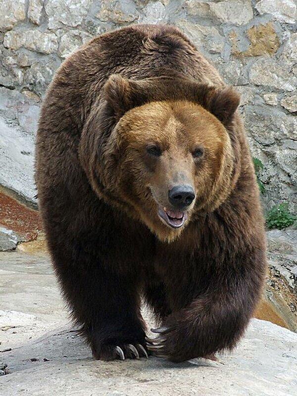 Бурый медведь.