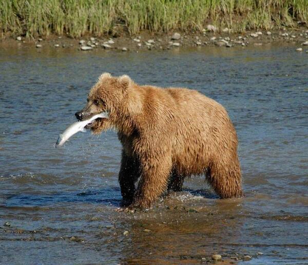 Медведь на рыбалке.