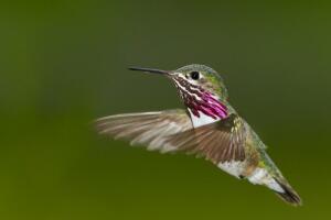 Могут ли птицы вырабатывать электричество?