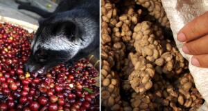 Как виверровые производят духи и кофе?