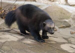 Какие звери на Руси служили валютой и самой доходной статьёй экспорта?