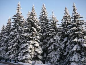 Надо ли укрывать хвойные растения на зиму?