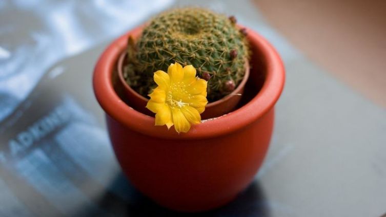 Новый год - время удивлять или... удивляться? Часть 1