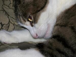 В пушистых объятиях Морфея. Почему кошки спят на человеке и к чему это может привести?