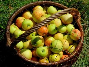 На что годятся гнилые яблоки?