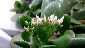 Денежное дерево: где мифы и где правда?