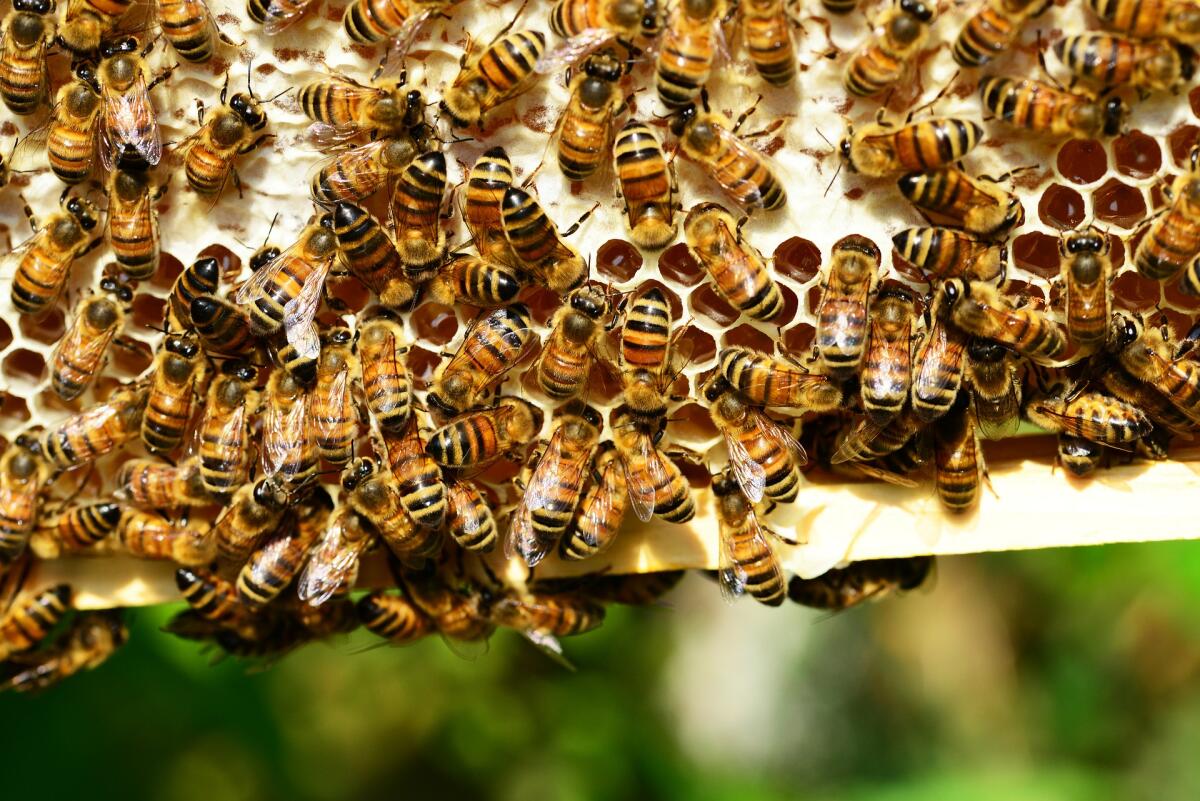 Колода, борть для пчёл своими руками