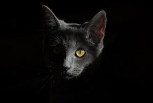 Легко ли найти чёрную кошку у... Конфуция?