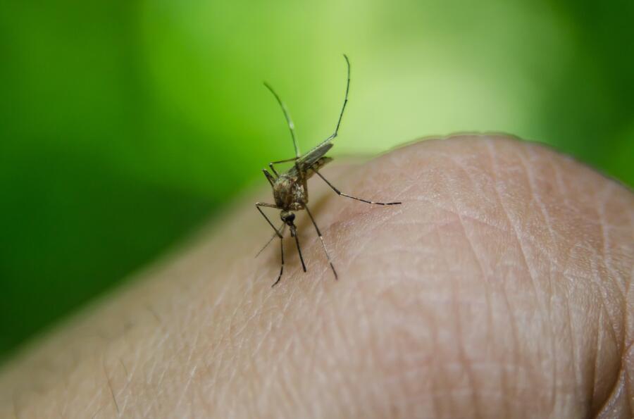 Почему зудит комариный укус?
