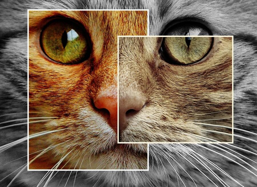 Как коты снимались в кино, пели и сидели в коробке у Шрёдингера?