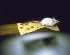 Всегда ли дырки в сыре делают мыши?