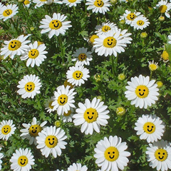 Главное - выбирать цветы с хорошим настроением!