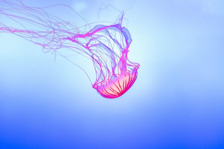 Медузы Средиземного моря: опасны ли они? Лиловое жало